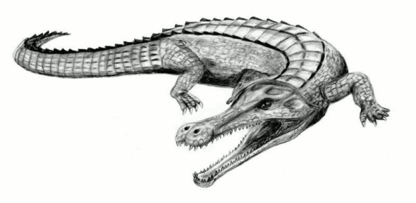 Sarcosuchus Imperator, which lived in the much warmer Cretaceous Age, author Arthur Weasley, source Wikimedia.