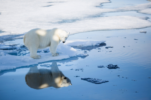A Svalbard polar bear in the fall of 2015