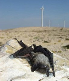 bat-killed-by-wind-turbine-blades
