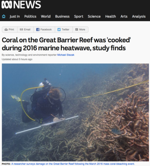 Coral on the Great Barrier Reef was 'cooked' during 2016 marine heatwave, study finds - ABC News ABC