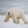 POLAR BEAR Habitat Update: Abundant Sea Ice Across The Arctic, Even In The Barents Sea